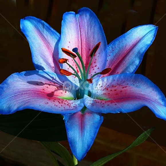 Meet your Posher, sara - Picture 1 of 1